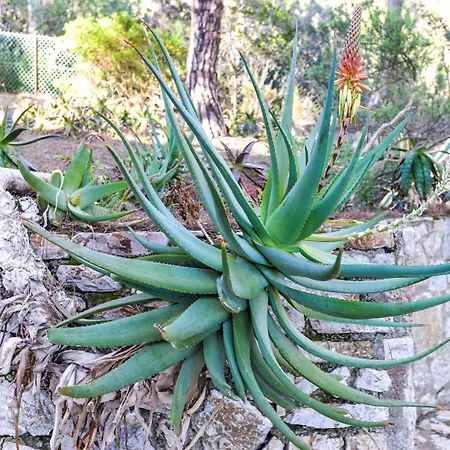 Il Papavero Appartamento *